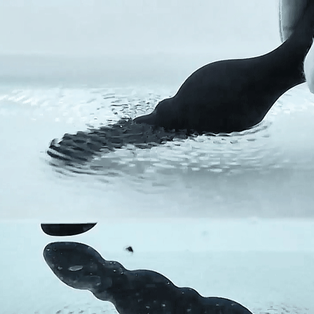 Vibrating Butt Plug 10 Vibrating Modes